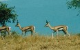 Nechisar National Park 图片