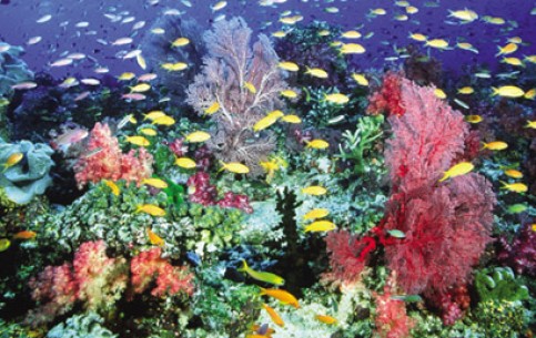Отдых на островах особенно хорош для любителей дайвинга: здесь тысячи километров лагун, рифов, подводных плато.
