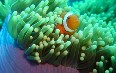 Papua New Guinea, diving Images