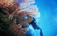 Papua New Guinea, diving Images