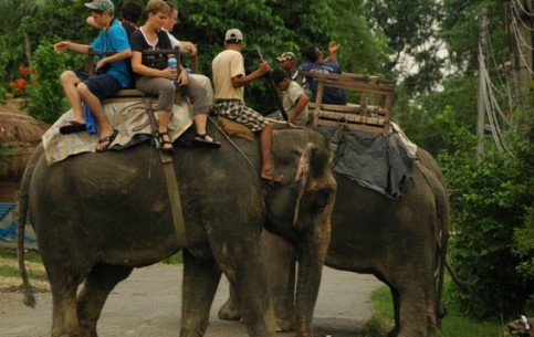 Невероятно популярны у туристов в Непале сафари на слонах или на джипах в зависимости от района.