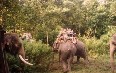 Safari in Nepal  صور