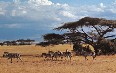 Serengeti National Park 写真