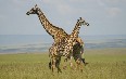 Serengeti National Park Images