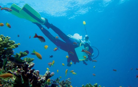 Many divers find “home” in this tropical paradise thousands of miles from anywhere boosting excellent diving in spectacular surroundings of granite islands are coral atolls.