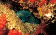 Seychelles, diving 写真