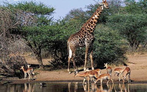South Africa is a country of exciting contrasts, amazing miracles, rich wild nature, which fascinates tourists with its beauty