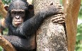 Tacugama Chimpanzee Sanctuary صور