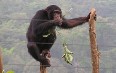 Tacugama Chimpanzee Sanctuary صور