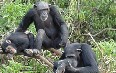 Tacugama Chimpanzee Sanctuary 写真