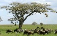 Танзания Фото
