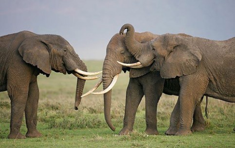Туристов не может не восхитить разнообразный животный мир Танзании. К тому же, наблюдать за ним можно из специально оборудованных безопасных мест.