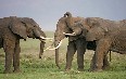 Танзания, животные Фото