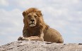 Serengeti National Park صور