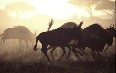 Serengeti National Park 图片