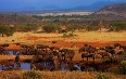 Serengeti National Park 图片