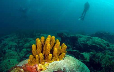 По мнению знатоков, дайвинг на острове Тобаго неповторим: богатый подводный мир, коралловые рифы, руины древних фортов.
