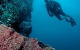 Tobago, diving 写真