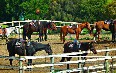 Ace Hi Ranch Horse Riding Images