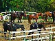 Ace Hi Ranch Horse Riding