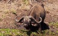 African Buffalo in Meru National Park 图片
