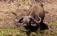 African Buffalo in Meru National Park Images