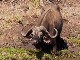 African Buffalo in Meru National Park (كينيا)