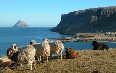 Agriculture in Greenland Images