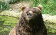 Alaska's Kodiak bears 图片
