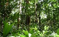 Дождевые леса Амазонии Фото