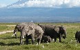 Amboseli National Park صور