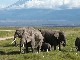 Amboseli National Park (كينيا)
