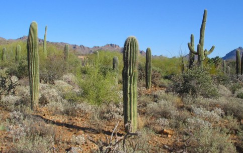  Аризона:  Соединённые Штаты Америки:  
 
 Музей пустыни Сонора