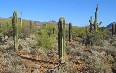 Arizona-Sonora Desert Museum 写真