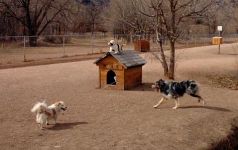  Colorado Springs:  Colorado:  United States:  
 
 Bear Creek Off-Leash Dog Park