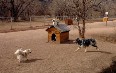 Bear Creek Off-Leash Dog Park 图片