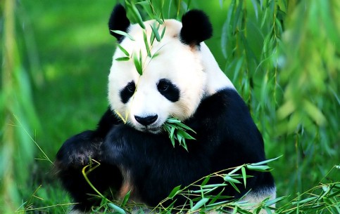  Пекин:  Китай:  
 
 Пекинский зоопарк