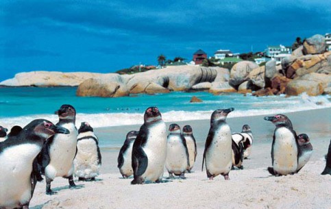  Cape Town:  South Africa:  
 
 Boulders Beach