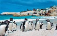 Boulders Beach 图片