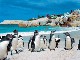 Boulders Beach (南非)