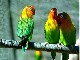Casela Bird Park (Mauritius)