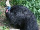 Cassowaries in Queensland (أستراليا)