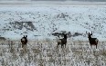 Зима в Северной Дакоте Фото