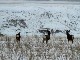 Winter in North Dakota (美国)