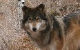 Colorado Wolf and Wildlife Center 图片