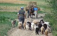 Country Life in Transylvania صور