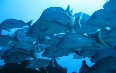 Cozumel diving Images