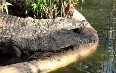 Crocodile Farm in Ardeche  图片