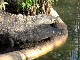Crocodile Farm in Ardeche  (フランス)