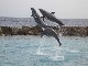 entertainment in Curacao (هولندا)